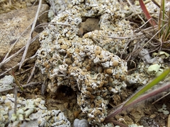 Squamarina lentigera