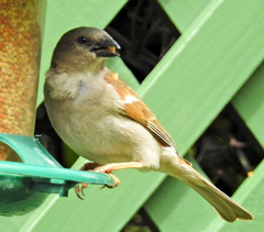 Passer diffusus stygiceps