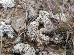 Squamarina lentigera