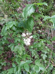 Staphylea colchica