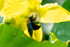 Xylocopa flavonigrescens