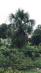 Mauritia flexuosa