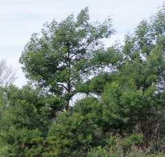Acacia mearnsii