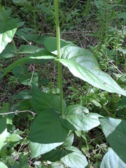 Mirabilis longiflora