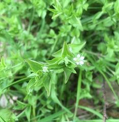 Moehringia trinervia