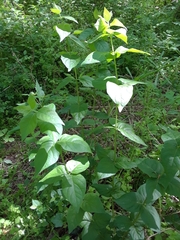 Mirabilis longiflora