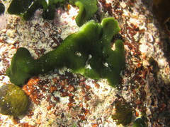 Codium lucasii