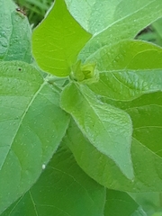 Mirabilis longiflora