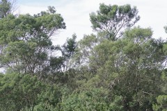 Acacia mearnsii