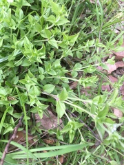 Moehringia trinervia