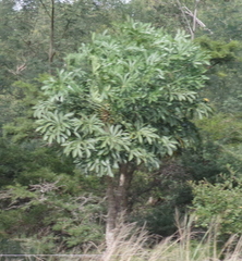 Cussonia spicata