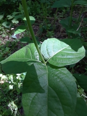 Mirabilis longiflora