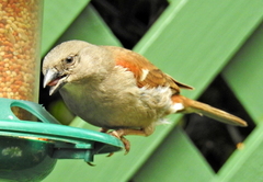 Passer diffusus stygiceps