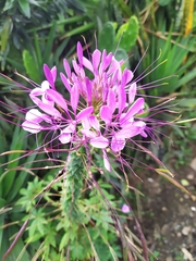 Cleome spinosa