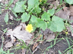 Ficaria verna