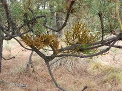 Arceuthobium globosum