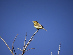 Setophaga coronata