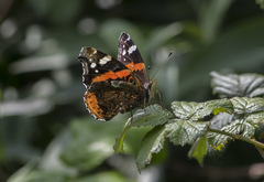 Vanessa atalanta
