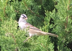 Zonotrichia leucophrys