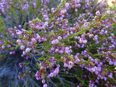Erica ferrea