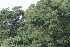 Acacia mearnsii