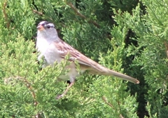 Zonotrichia leucophrys