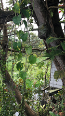 Araceae