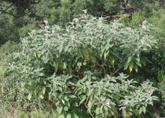 Solanum mauritianum