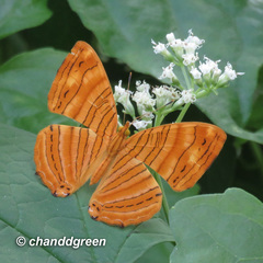 Chersonesia intermedia
