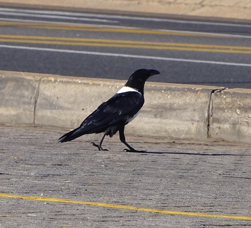 Cuervo pío (Corvus albus)