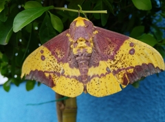 Lepidoptera