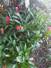 Billbergia pyramidalis