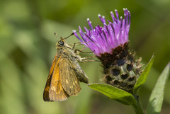 Ochlodes sylvanus