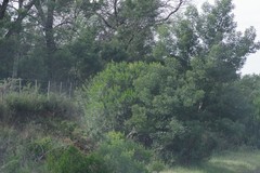 Acacia mearnsii