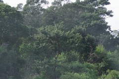 Vachellia karroo