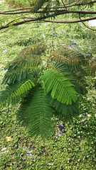 Fabaceae