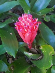 Billbergia pyramidalis