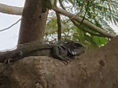 Iguana iguana