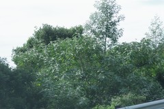 Acacia mearnsii