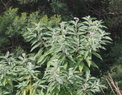 Solanum mauritianum