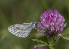Leptidea sinapis