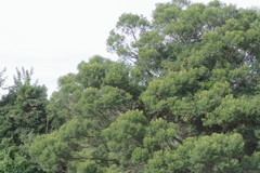Acacia mearnsii