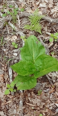 Symplocarpus foetidus