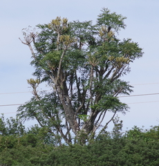 Cussonia spicata