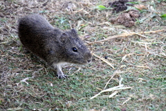 Cavia aperea