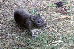 Cavia aperea