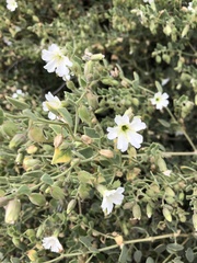 Pholistoma membranaceum