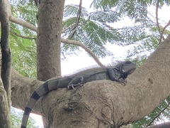 Iguana iguana