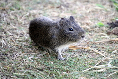 Cavia aperea