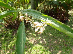 Alpinia mesanthera